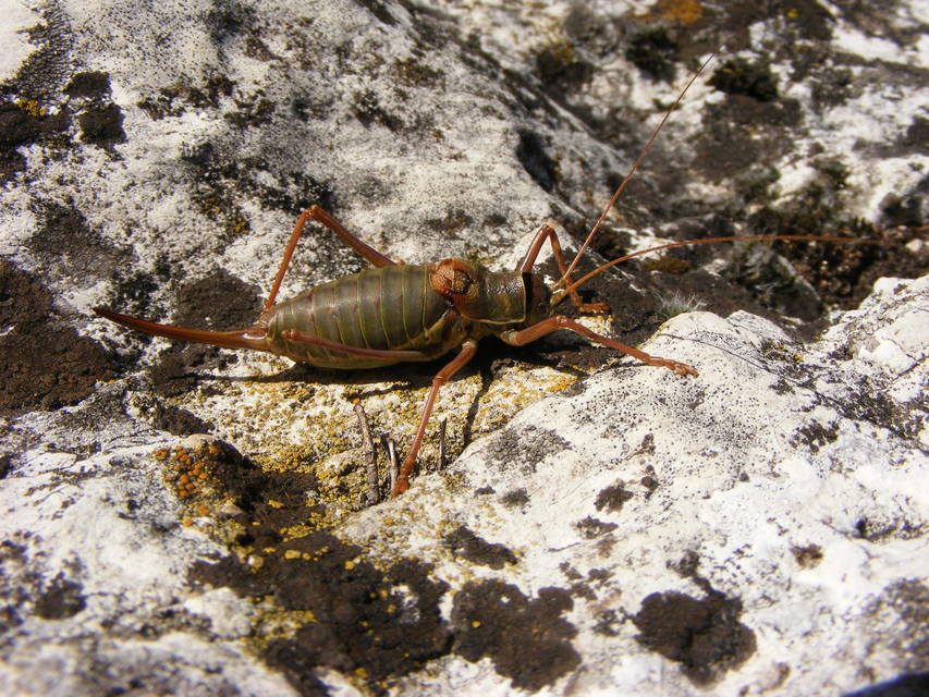 Ephippiger ephippiger - nyergesszöcske