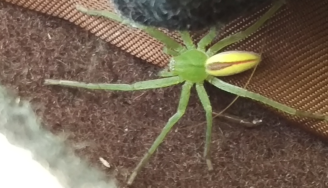 Micrommata virescens - hunyópók