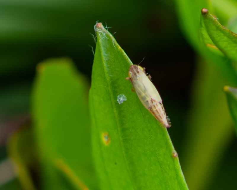 Doratura
