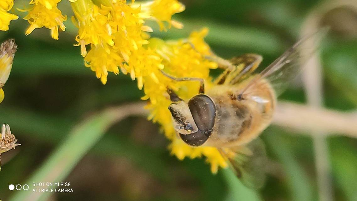 Eristalis tenax - közönséges herelégy
