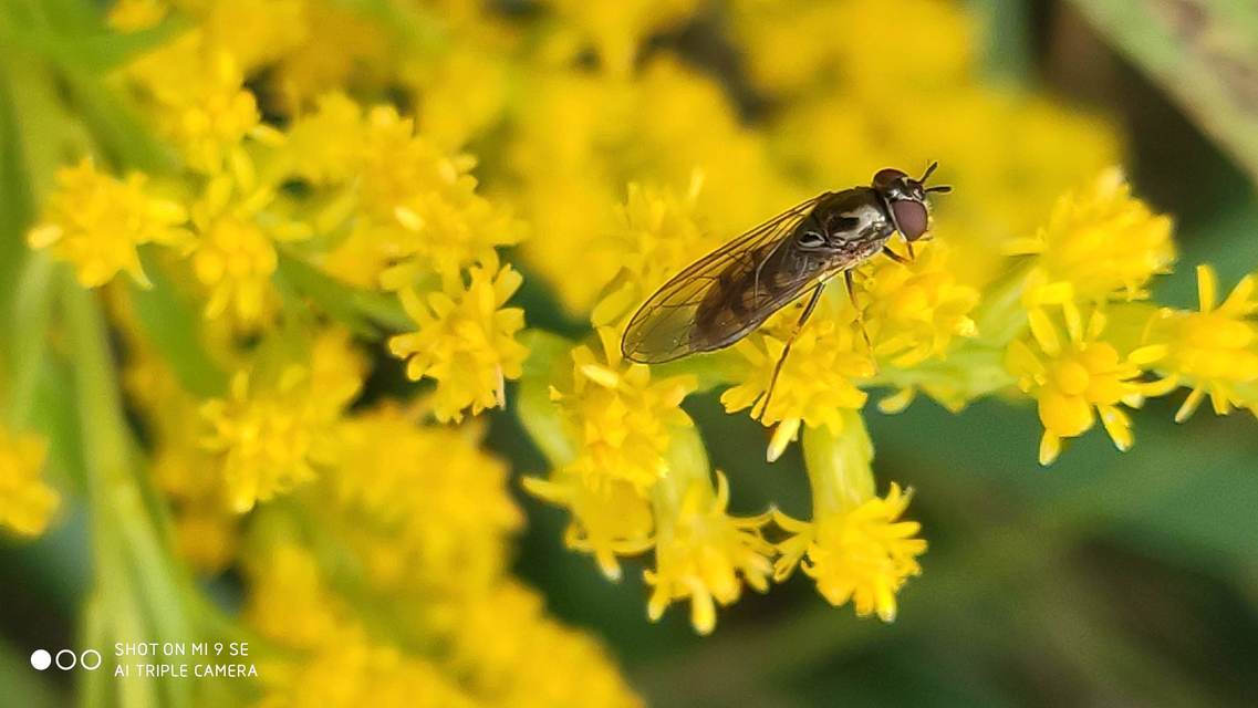 Melanostoma