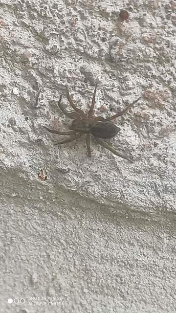 Trochosa