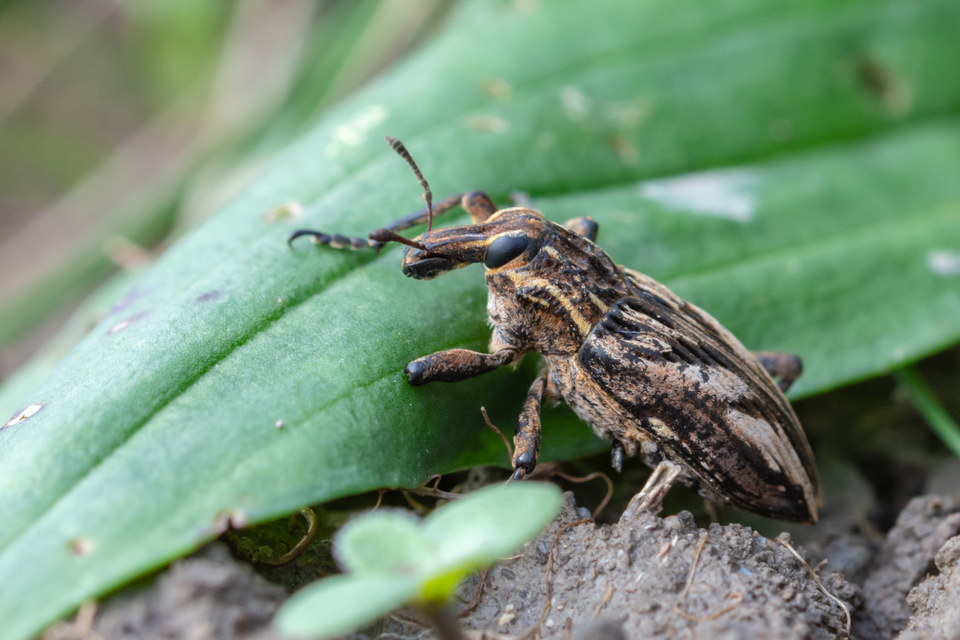 Coniocleonus