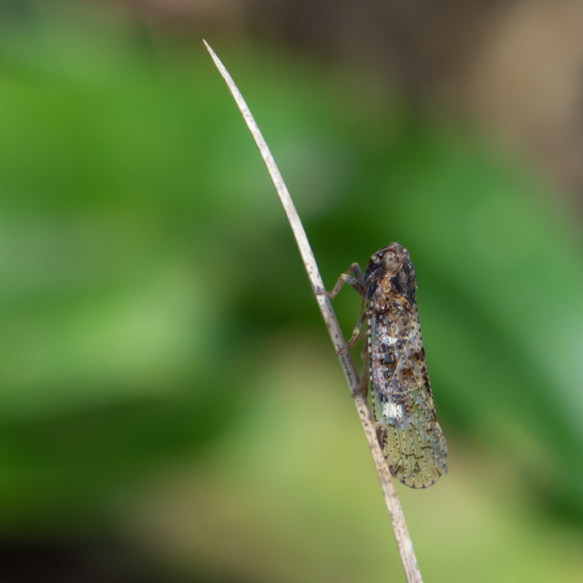 Delphacidae - sarkantyús kabócák