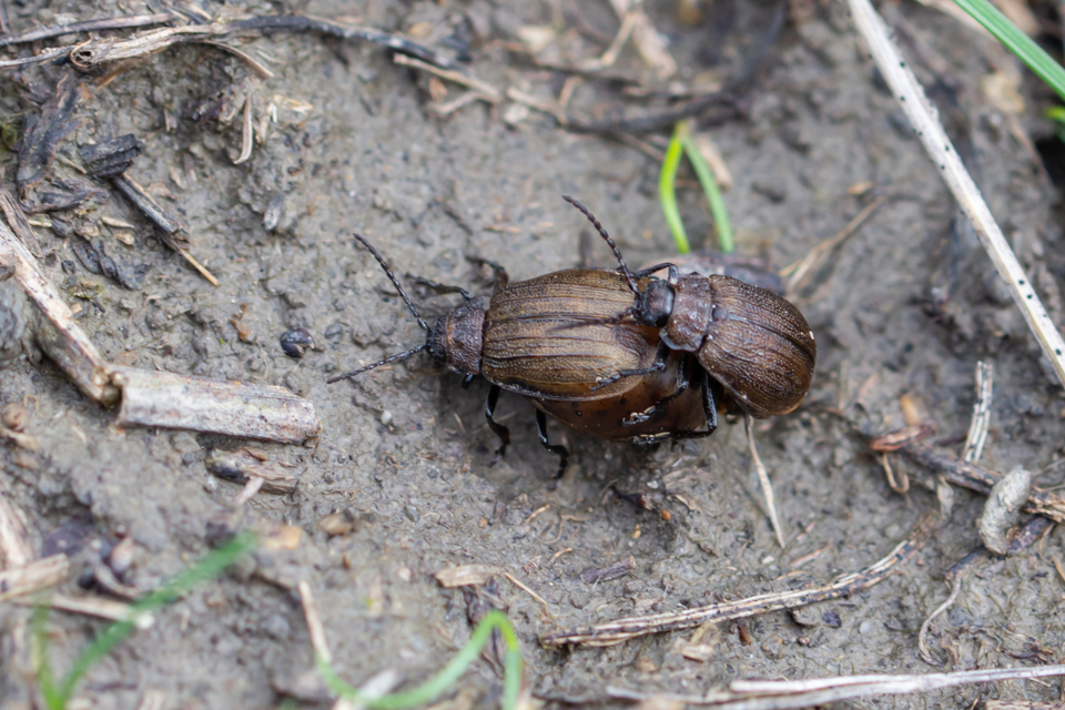 Galeruca pomonae - barna olajosbogár