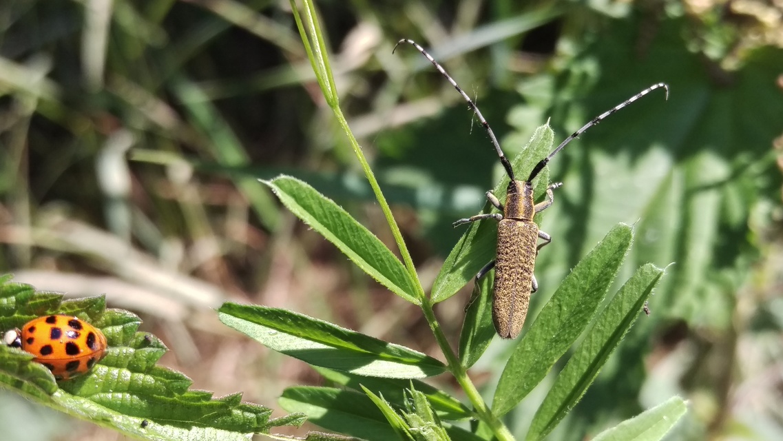 Agapanthia villosoviridescens - fehérgyűrűs bogáncscincér