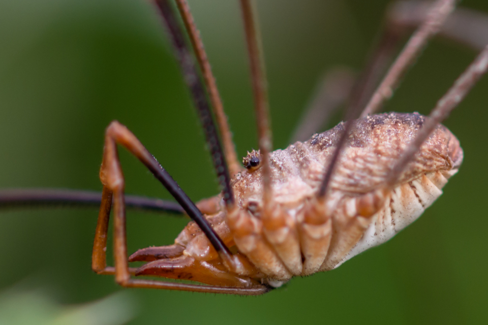 Phalangium opilio