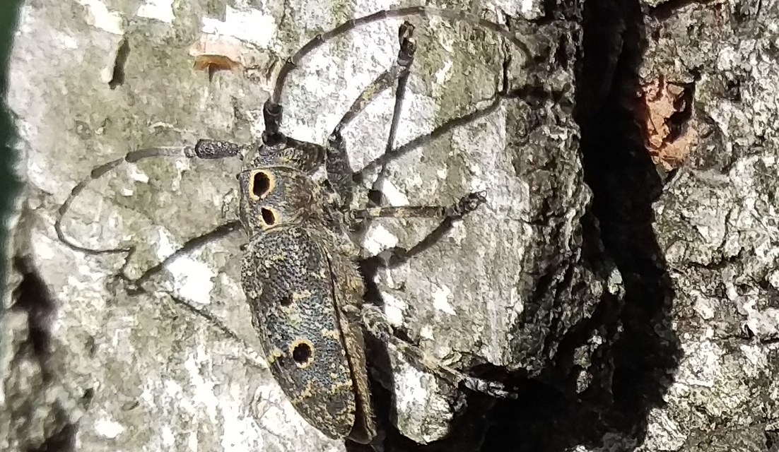 Mesosa curculionoides - szemfoltos cincér