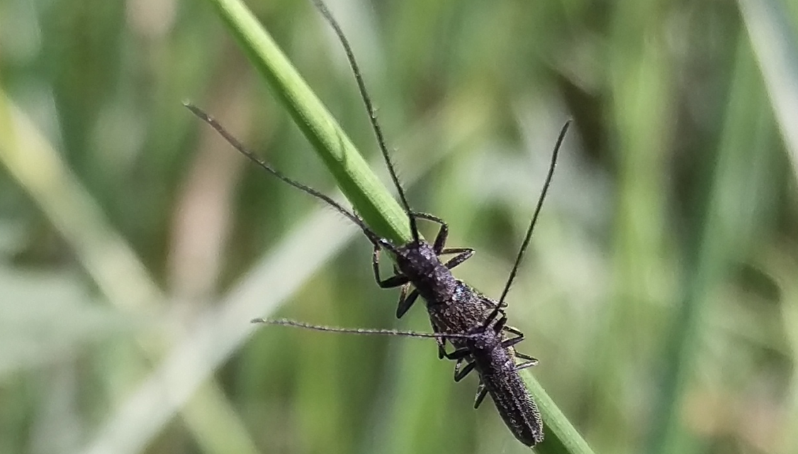 Theophilea subcylindricollis - hengeres szalmacincér