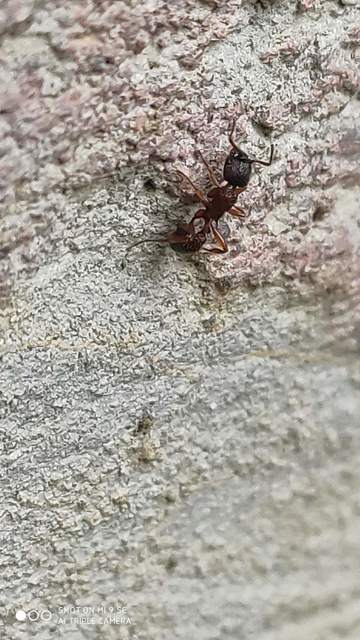 Myrmica