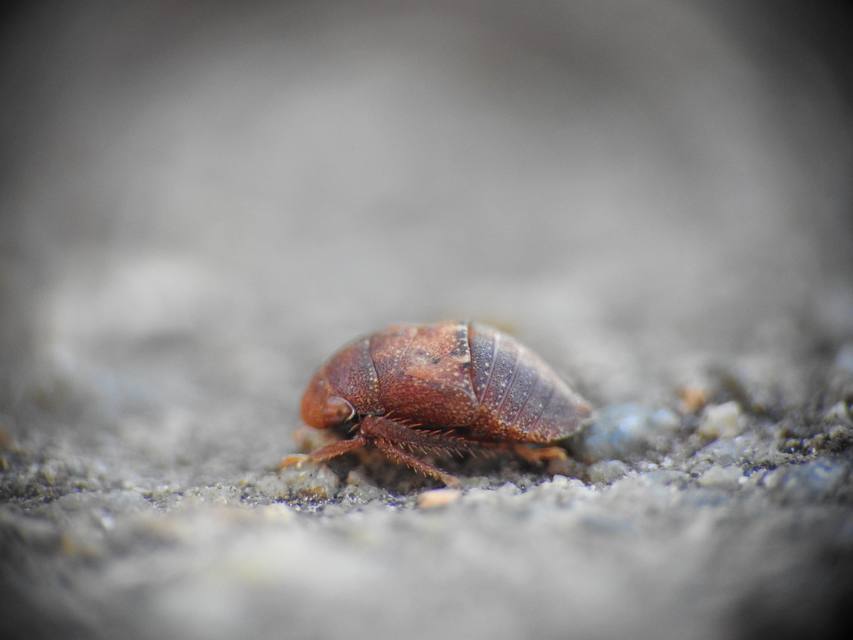 Penthimia nigra - fekete kabóca