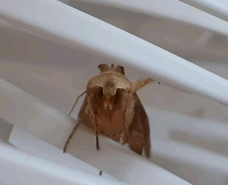 Phlogophora meticulosa - vándorló csipkésbagoly