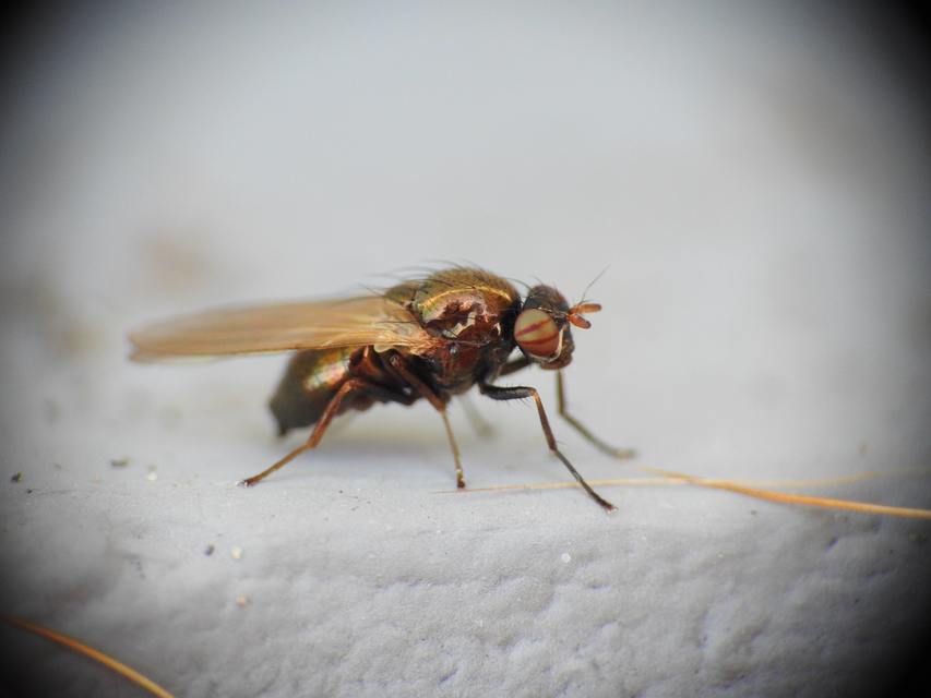 Calliopum