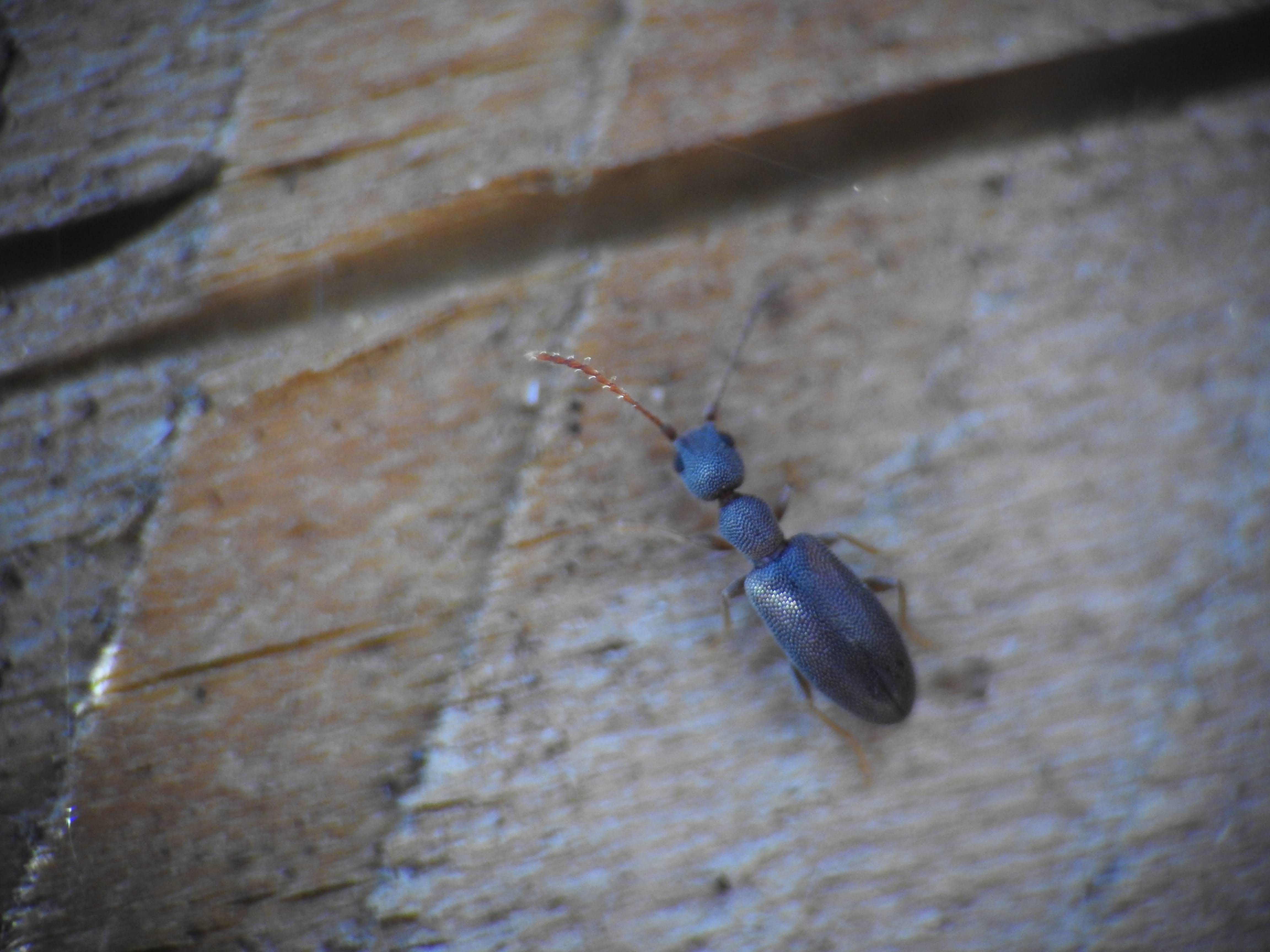 Endomia tenuicollis - keskenynyakú fürgebogár