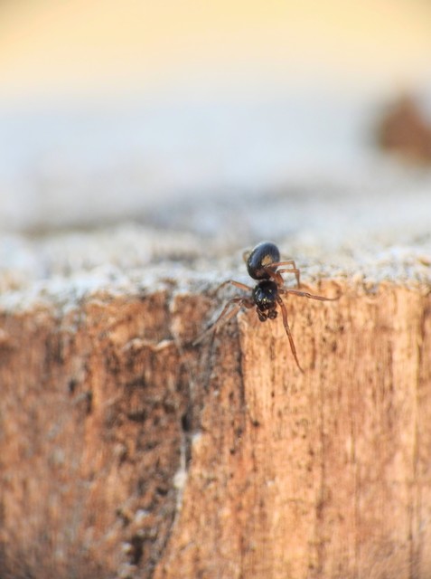 Linyphiidae - vitorláspókok