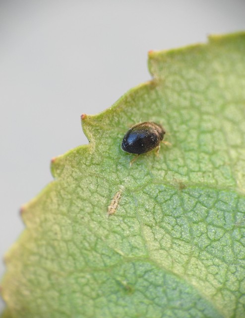 Scymnus