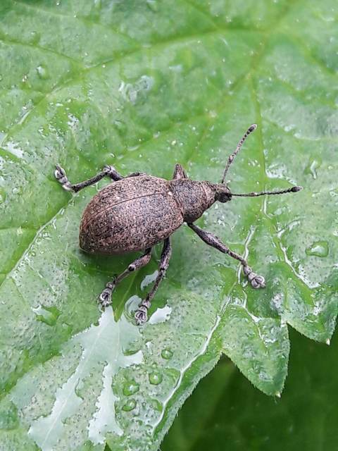 Liophloeus lentus - közönséges barabolyormányos