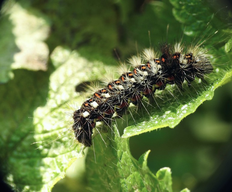 Acronicta rumicis - sóska-szigonyosbagoly