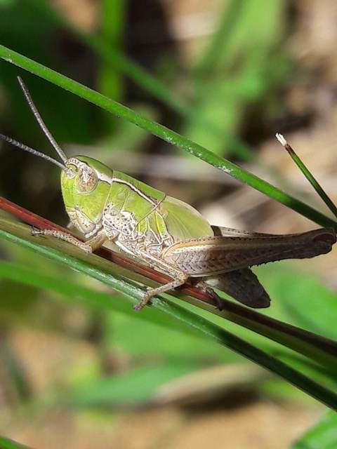 Stenobothrus lineatus - jajgató rétisáska
