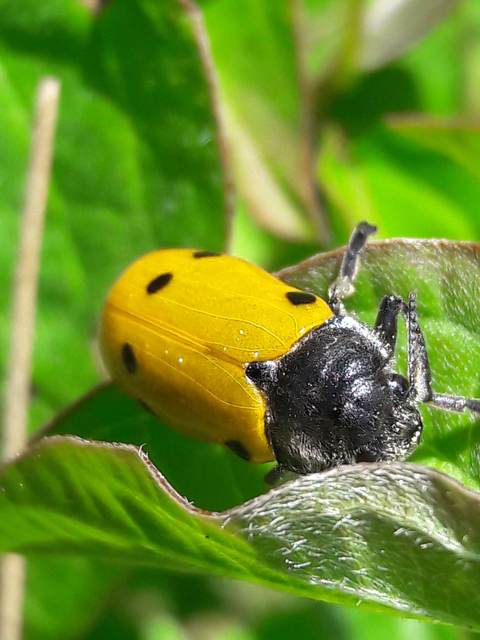 Lachnaia sexpunctata - szőrösnyakú zsákhordóbogár