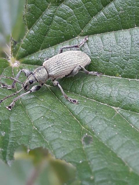 Phyllobius pomaceus - csalán-levélormányos