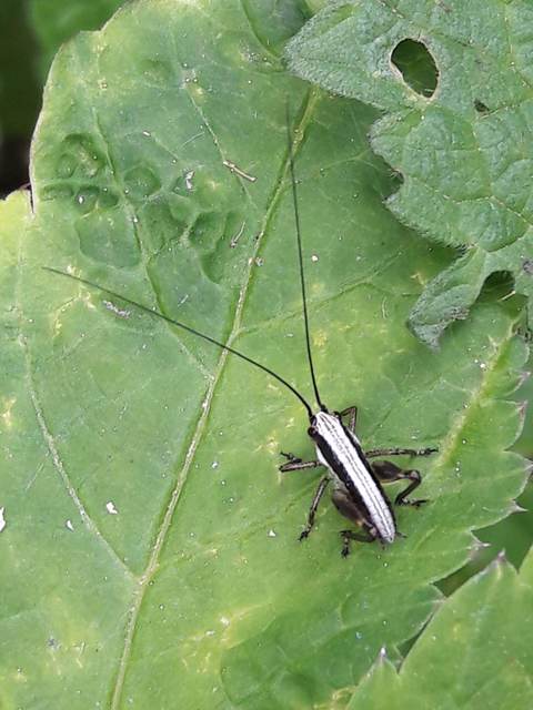 Pachytrachis gracilis - karcsú szöcske