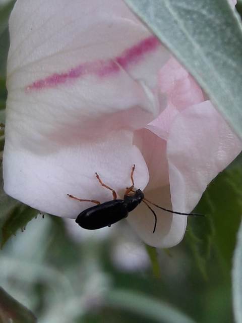 Luperus xanthopoda - sárgalábú szillevelész