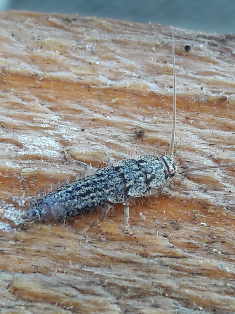 Ctenolepisma lineatum - sávos ősrovar