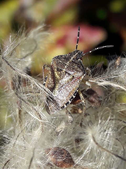 Dolycoris baccarum - közönséges bogyómászó-poloska Dolycoris baccarum - közönséges bogyómászó-poloska