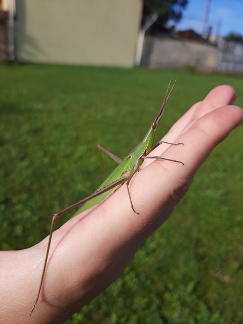 Acrida ungarica - sisakos sáska Acrida ungarica - sisakos sáska