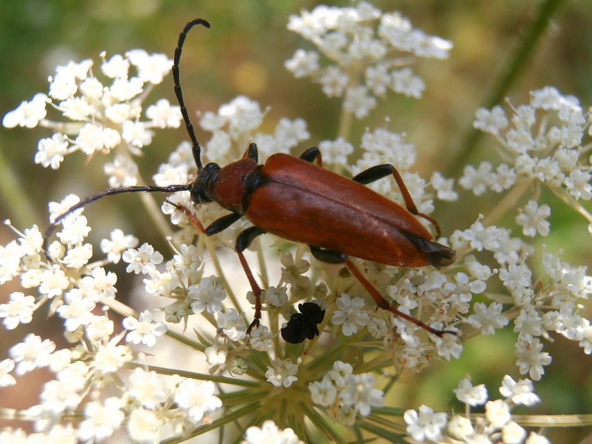 Stictoleptura rubra - vörös virágcincér