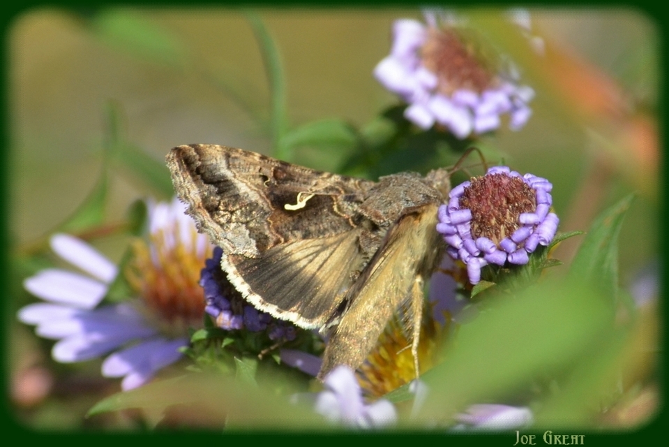 Autographa gamma - gammalepke