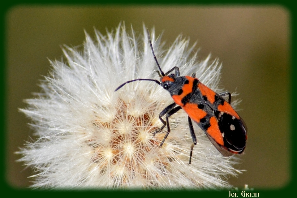 Lygaeus equestris/simulans