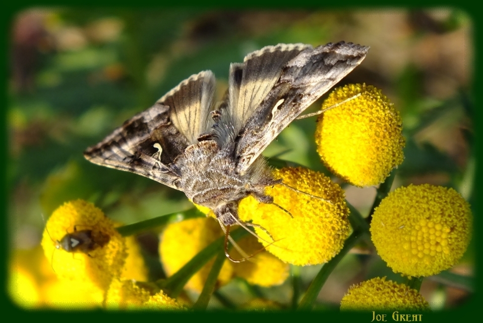 Autographa gamma - gammalepke