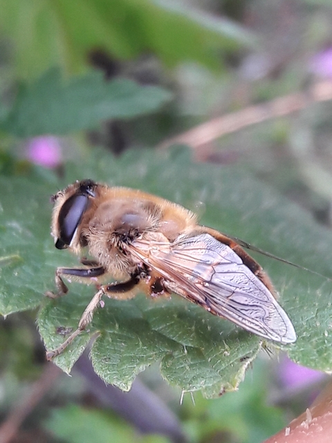 Eristalis tenax - közönséges herelégy