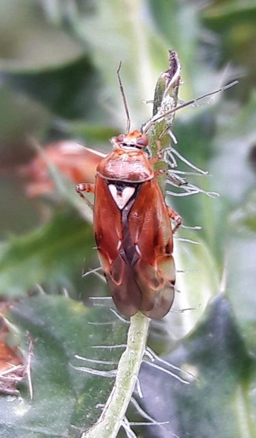 Lygus pratensis - változó mezeipoloska