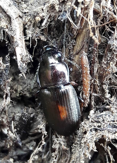 Harpalus distinguendus - mezei lomhafutó