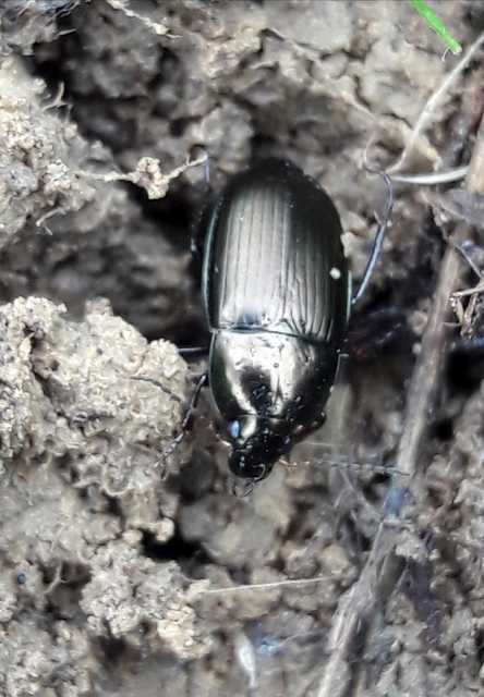 Amara similata - gyakori közfutó Amara similata - gyakori közfutó