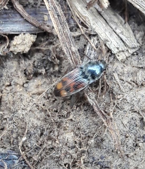 Drasterius bimaculatus - változékony pattanó