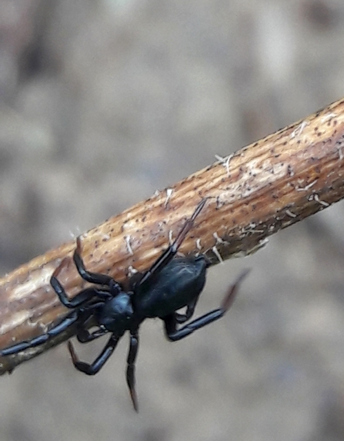 Drassyllus