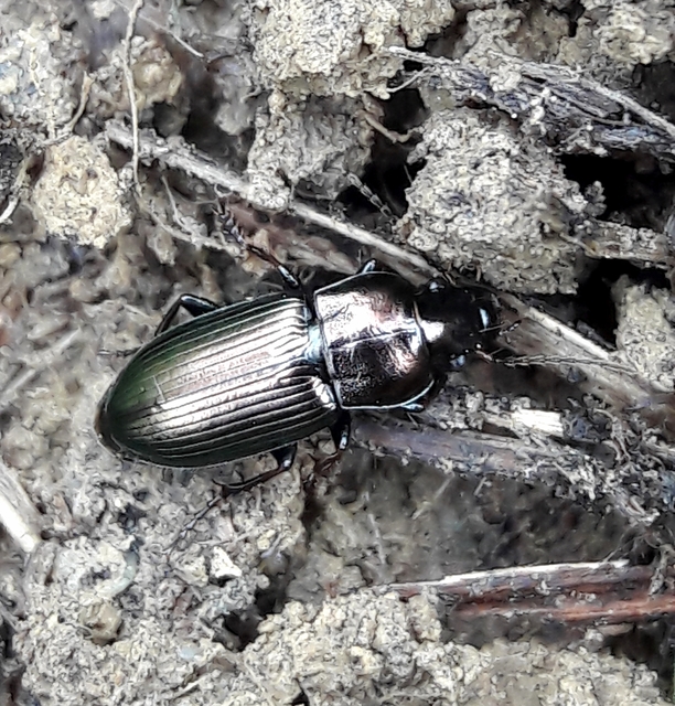 Harpalus distinguendus - mezei lomhafutó