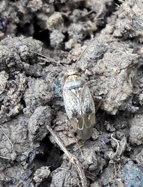 Lygus rugulipennis - molyhos mezeipoloska