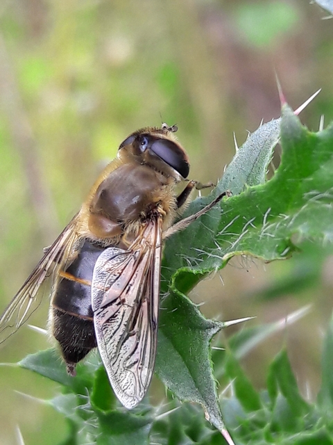 Eristalis tenax - közönséges herelégy