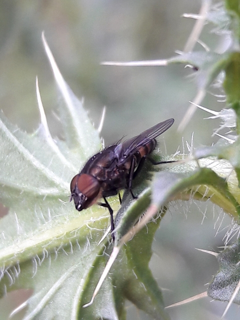 Stomorhina lunata - sáskaparazita légy