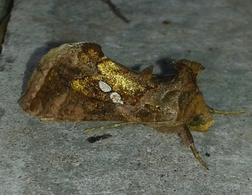 Chrysodeixis chalcites - déli aranybagoly