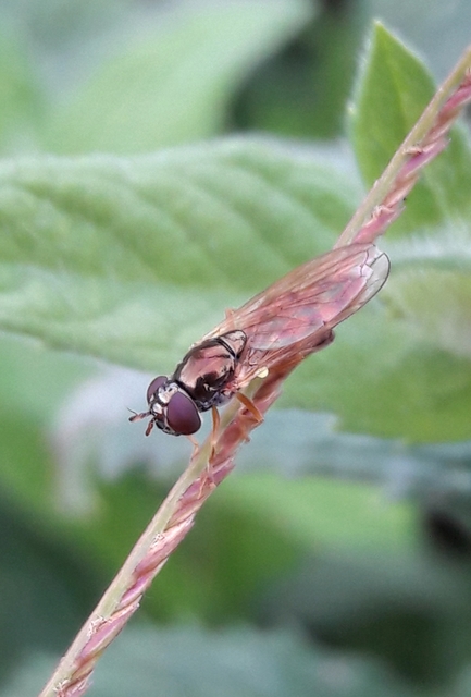 Melanostoma mellinum - gyakori fűzengőlégy