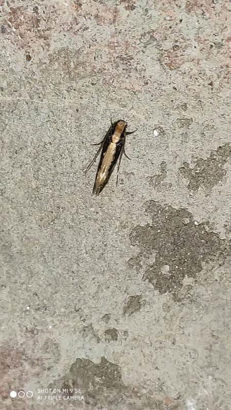 Monopis crocicapitella - sárgás ablakosmoly