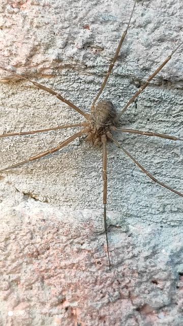 Opilio