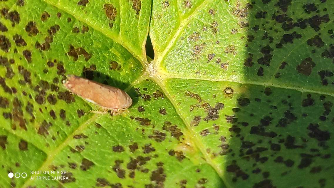 Fieberiella florii