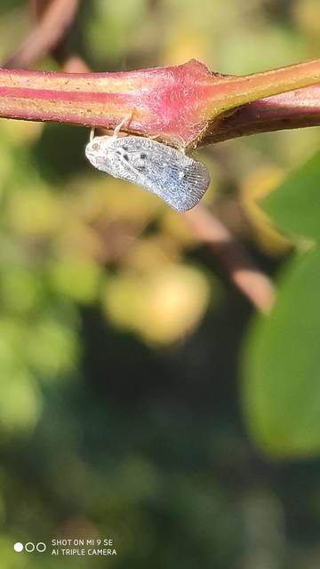 Metcalfa pruinosa - amerikai lepkekabóca